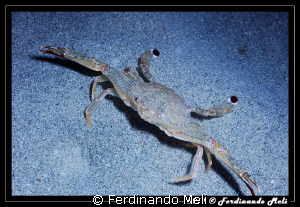 Sand's crab. by Ferdinando Meli 
